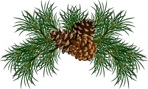 Pine Cone Clip Art, Hand Drawn Christmas Clip Art, Pine Drawing, Pinecone PNG, Christmas Botanical Line Art, Vintage Illustration, Holiday (1. . Pine cone clip art